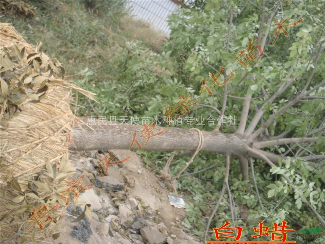 供應(yīng)白蠟樹，山東白蠟基地，大白蠟價(jià)格，山東白蠟價(jià)格