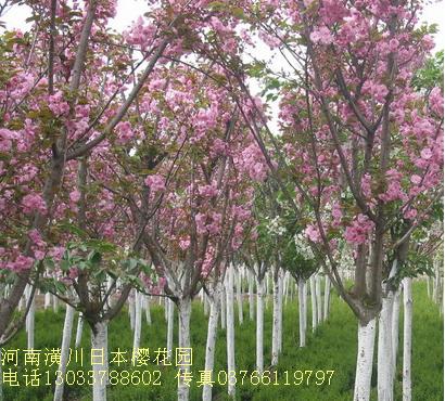 日本晚樱树,紫叶矮樱树,花石榴树,红瑞木,广玉兰树,白玉兰树