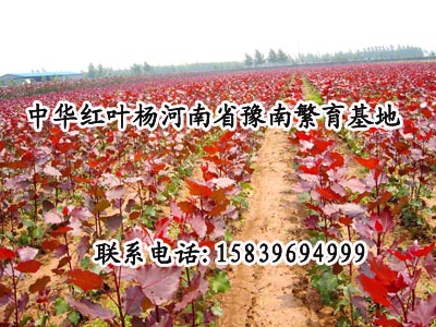 紅葉楊綠化苗木