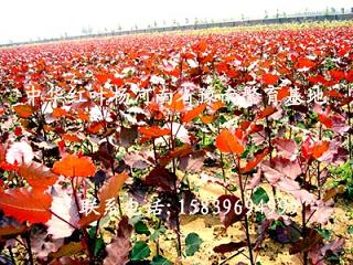 中華紅葉楊