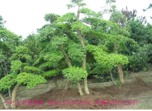 辛夷,合歡,黃山欒樹,法桐青桐,大葉女貞,高桿女貞,深山含笑