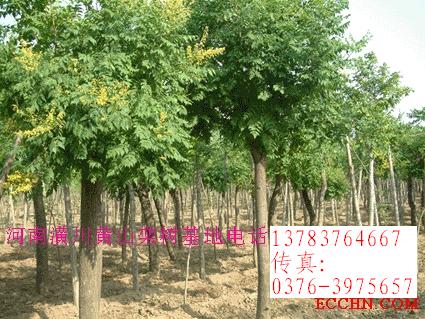 紫玉蘭價(jià)格、廣玉蘭價(jià)格、黃山欒樹價(jià)格,法桐價(jià)格,紫薇價(jià)格表