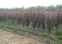 紅葉李價(jià)格,紅葉碧桃價(jià)格,紅楓價(jià)格,紅花繼木價(jià)格,紅葉石楠價(jià)