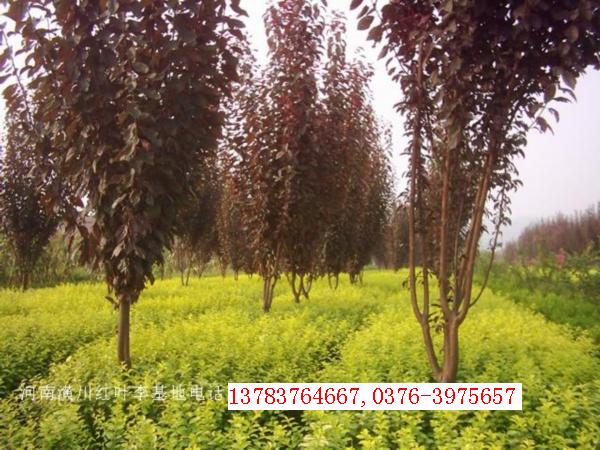 紅葉李價(jià)格,紅葉碧桃價(jià)格,紅楓價(jià)格,紅花繼木價(jià)格,紅葉石楠價(jià)