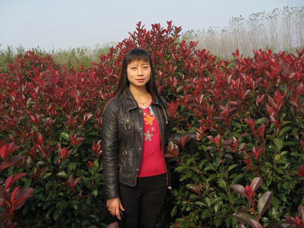 紅葉石楠、青島紅葉石楠