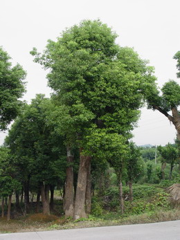 移植香樟
