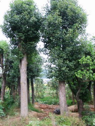 移植香樟