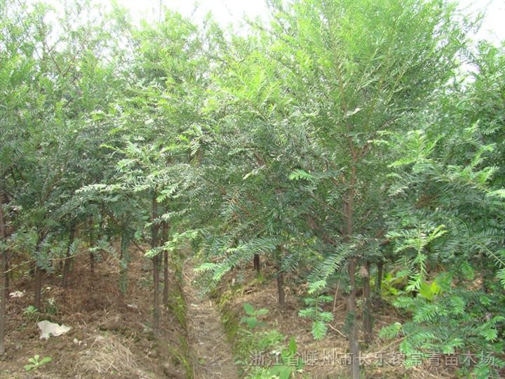 大量供應毛桃野苗，粗度0.5到1公分