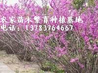 木槿價格，紫荊價格，石楠價格，丁香價格，金絲桃價格，迎春價格