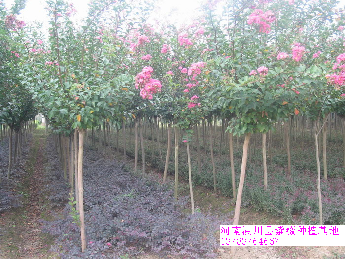 百日紅價(jià)格，紫薇價(jià)格，紅葉李價(jià)格，紅葉石楠價(jià)格，紅瑞木價(jià)格表