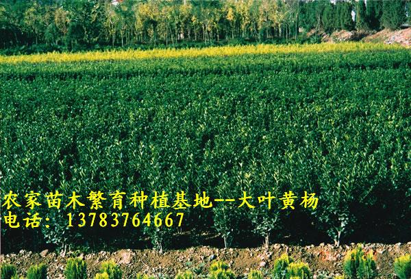 瓜子黃楊價(jià)格，金邊黃楊價(jià)格，大葉黃楊價(jià)格，北海道黃楊價(jià)格