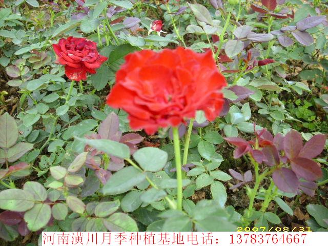 紅花月季價(jià)格,豐花月季價(jià)格,紅帽子月季價(jià)格