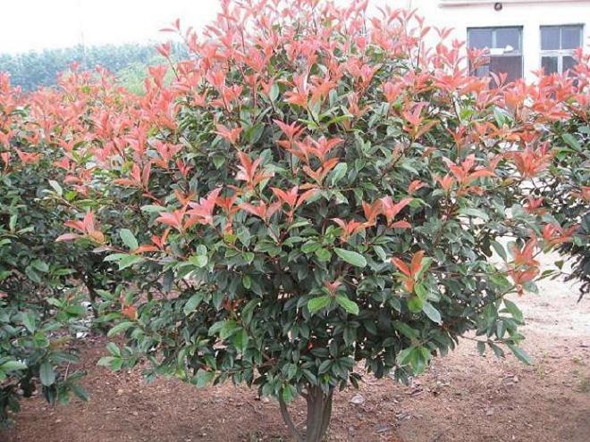 紅葉石楠