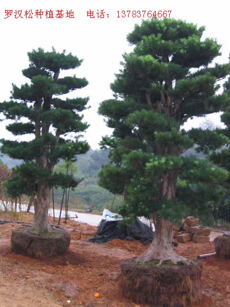 造型小葉女貞價格,造型檜柏,造型羅漢松價格,造型榆樹價格表