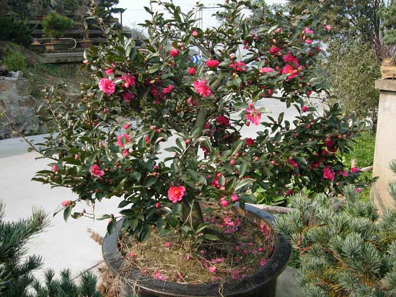 茶花