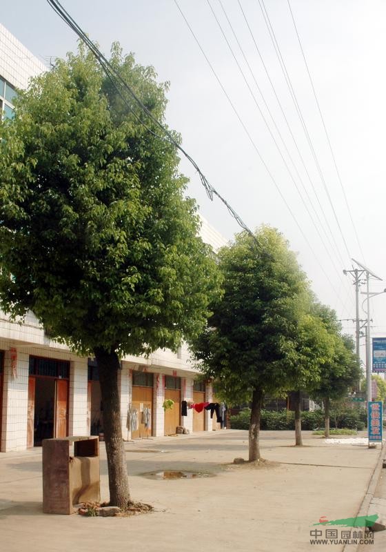 25-40全冠大香樟樹