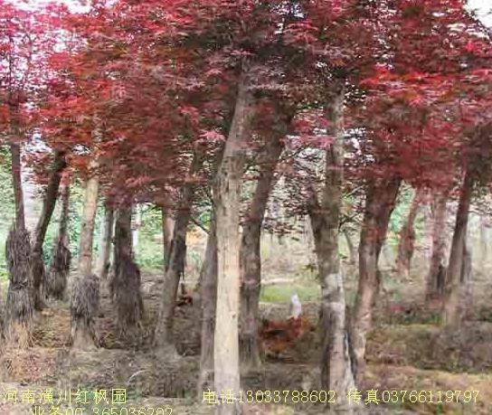 耐旱植物,耐鹽堿植物,四季草花,鄉(xiāng)土植物,喬木