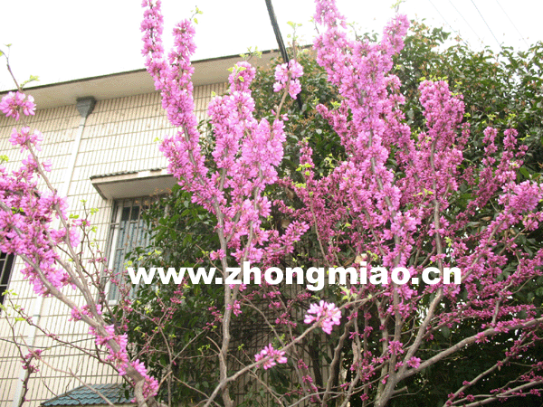 浙江樟,紫玉蘭,紫荊