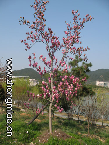 浙江樟,紫玉蘭,紫荊