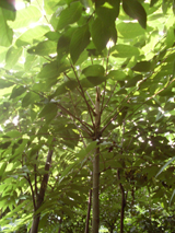 伯樂樹