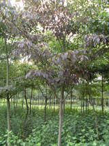 燈臺(tái)樹