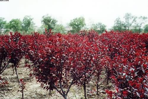 十大功勞,劍麻,絲蘭,薔微,金絲桃,金鐘,連翹迎春，云南黃馨