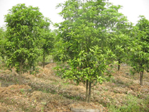 廣玉蘭,桂花,桂花樹(shù)