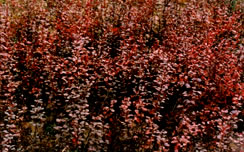 西府海棠,紫叶李,红叶碧桃