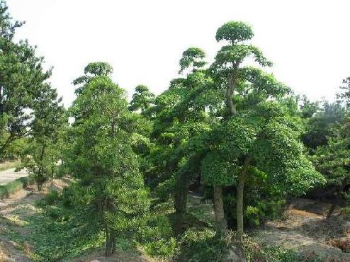 小龍柏球,花柏,萬年青,冬青,冬青球,膠東衛(wèi)矛,爬行衛(wèi)矛