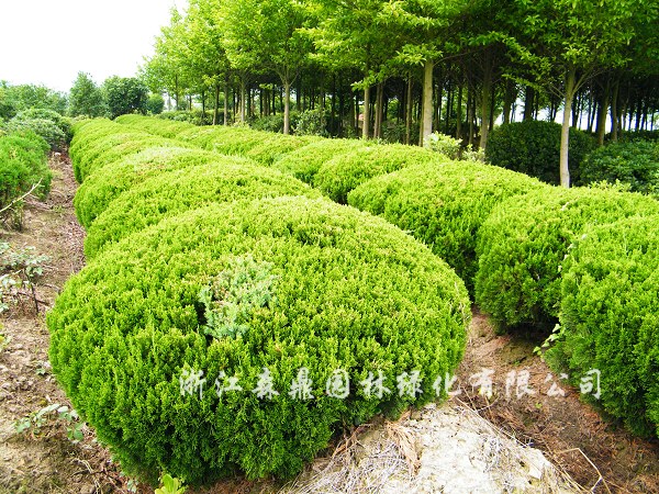 龍柏球