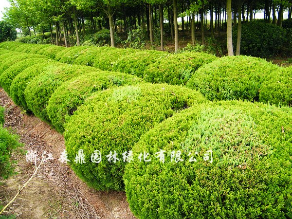 龍柏球