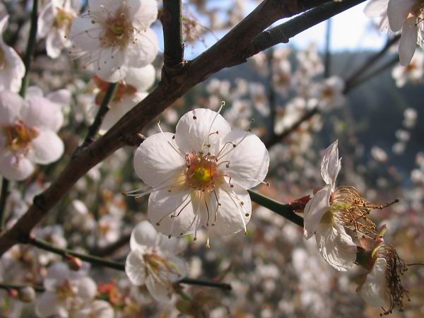 獨桿紅花繼木、獨桿水臘、獨桿木槿、盆花、盆栽、花卉