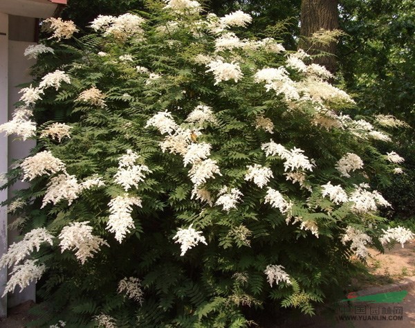 獨桿紅花繼木、獨桿水臘、獨桿木槿、盆花、盆栽、花卉