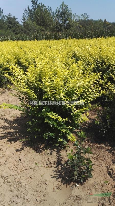 供應金葉女貞球價格、金葉女貞球圖片、金葉女貞球綠化苗圃基地
