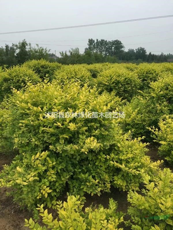 供應金葉女貞球價格、金葉女貞球圖片、金葉女貞球綠化苗圃基地