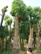 桂花，香樟