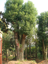 桂花，香樟