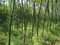 高桿女貞，黃山欒樹，香樟，大葉冬青