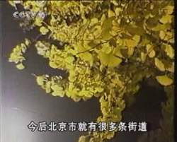 銀杏葉茶