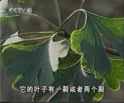 銀杏葉茶