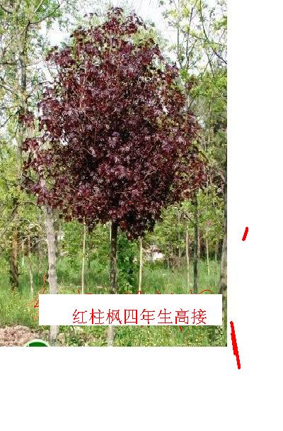 紅柱挪威楓(簡(jiǎn)稱紅柱楓)