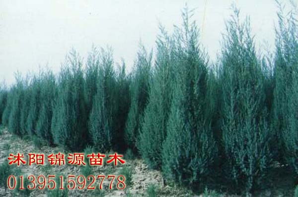 紅王子錦帶 北京檜 紅白黃玉蘭 山玉蘭