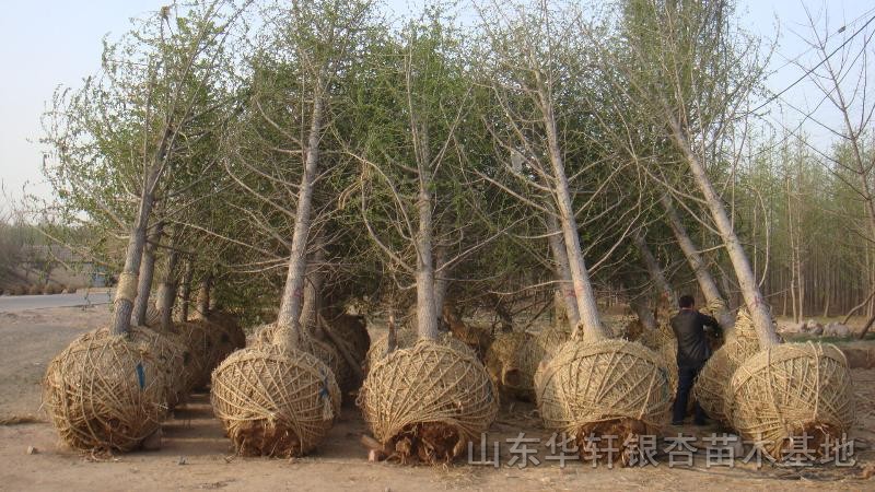 精品銀杏苗木