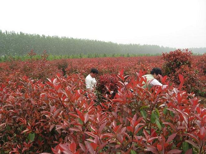 紅葉石楠（日本火焰）