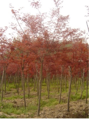 改良紅楓