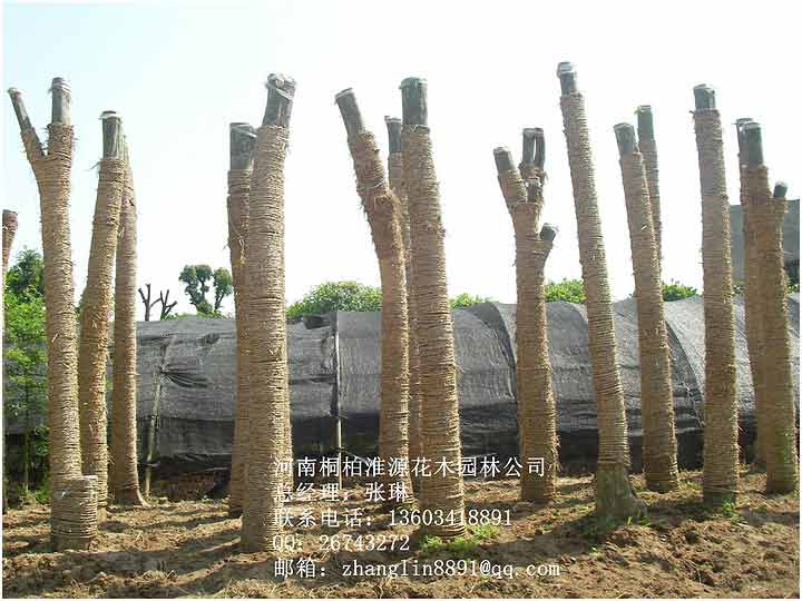 法桐