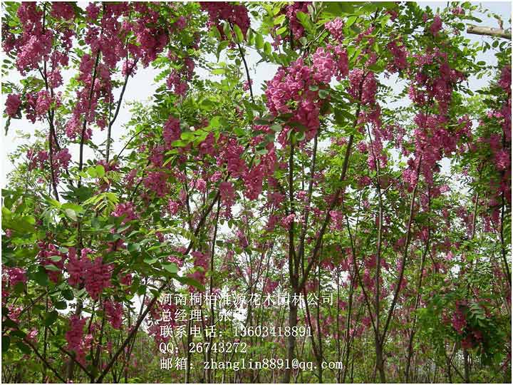 香花槐