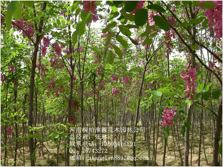 香花槐