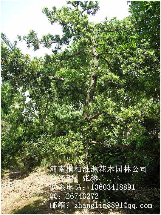 羅漢松