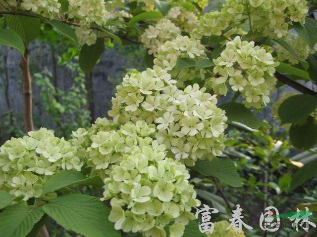 麻葉繡球，別名：麻葉繡線菊，麻葉繡球基地，江蘇沭陽麻葉繡球